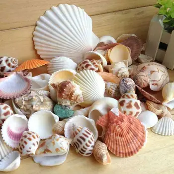 Натуральные Смешанные морские раковины для декоративного оформления аквариума Microlandschaft Изображение